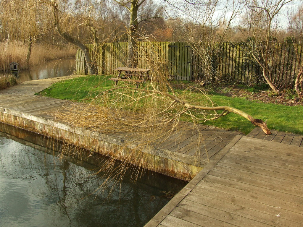 Fallen Willow Branch
