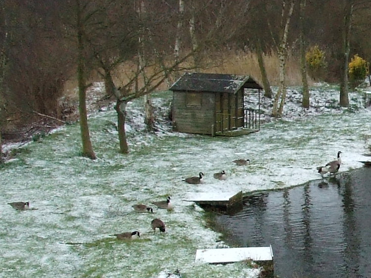 Geese at Ruston Reaches
