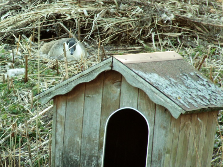 Goose on Nest