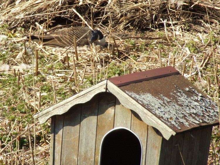 Goose on Nest