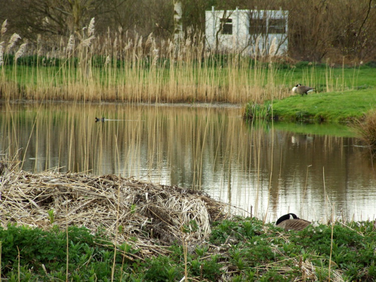Goose Nest and
	Parents