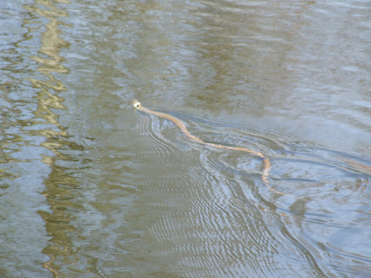 Grass Snake Swimming