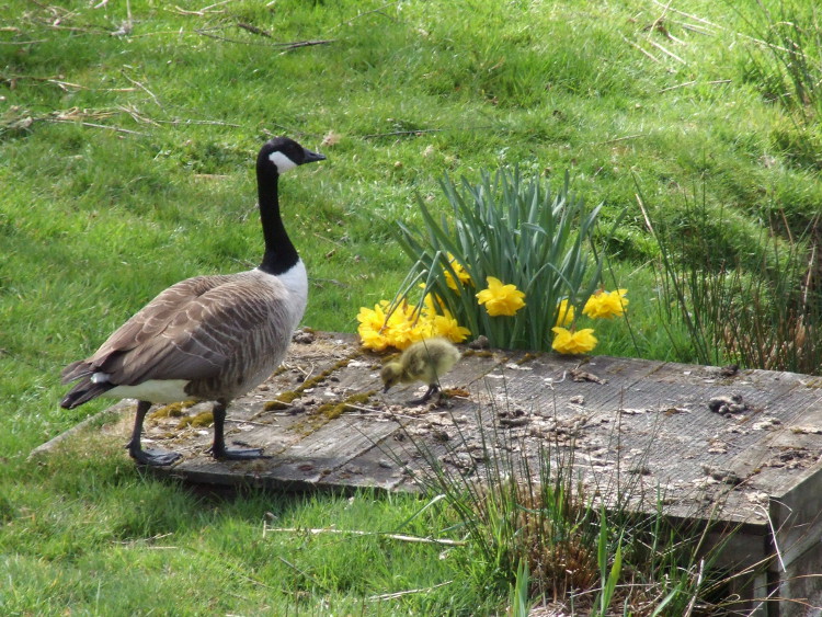"Daddy" Goose and
	Gosling