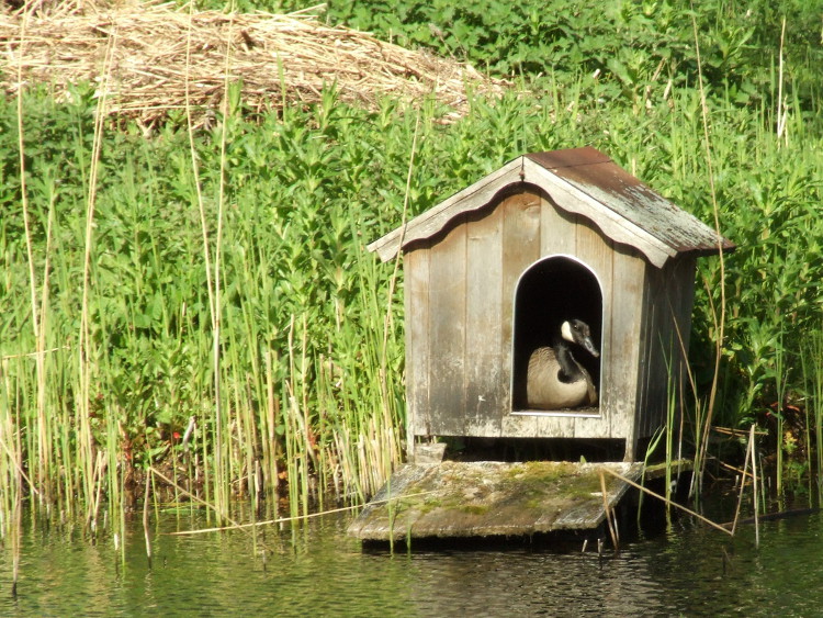 Duck House in use