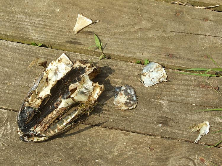 Pike Head and Bones