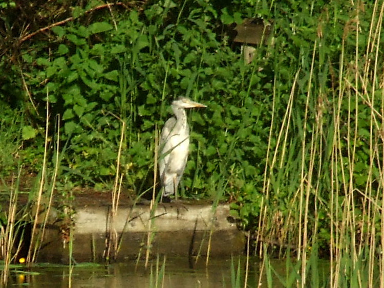 Heron on Fishing Stand