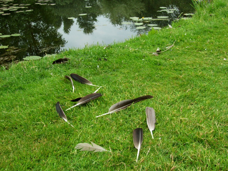 Goose Feathers
