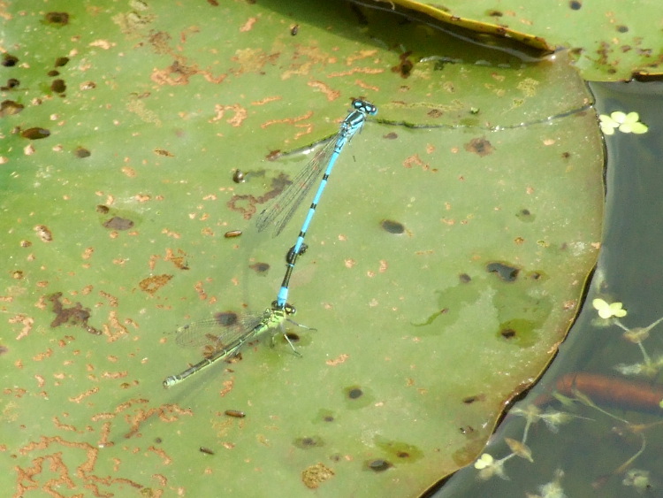 Azure Damselflies
	Mating