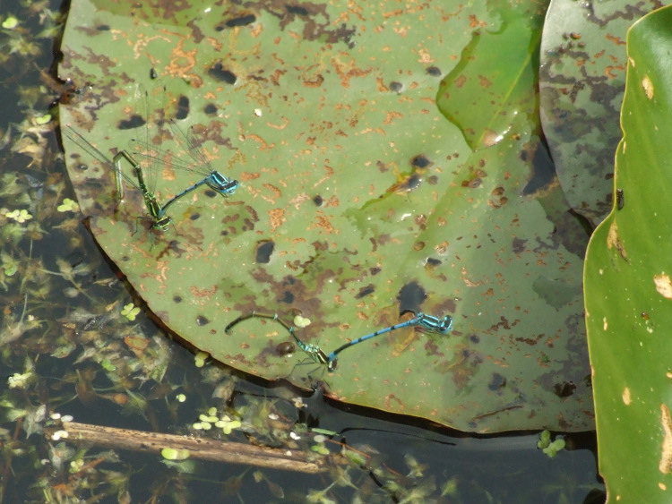 Azure Damselflies
	Mating