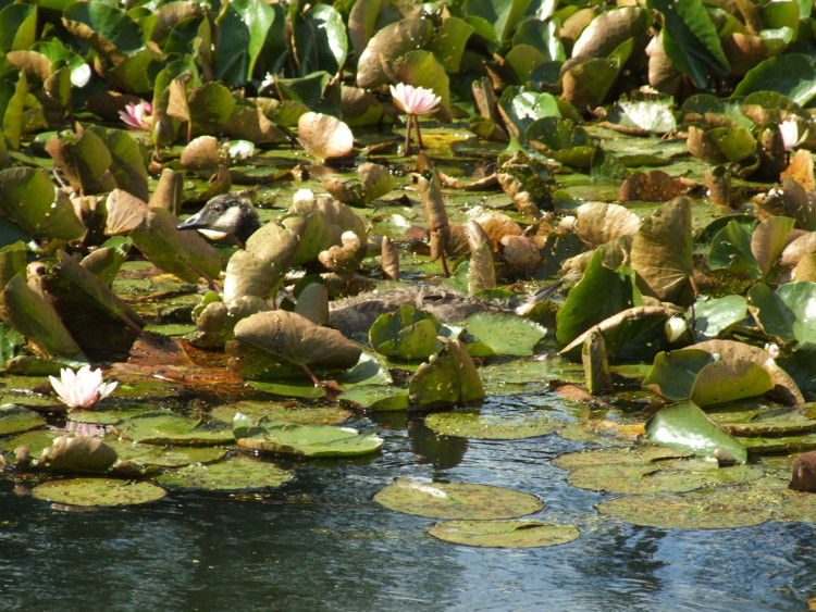 Gosling in the Lilies