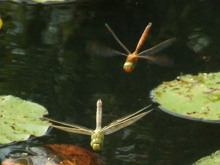 Norfolk Hawker and
	female Emperor Dragonfly