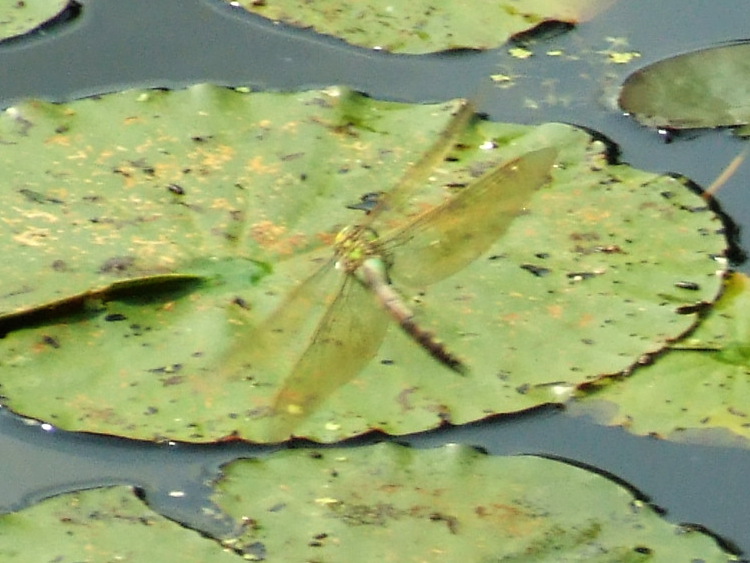 Female Emperor
	Dragonfly