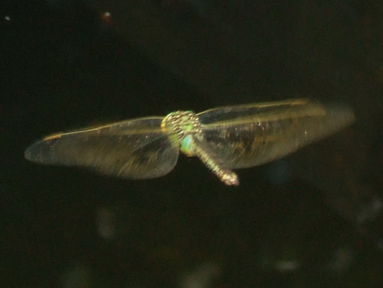 Female Emperor
	Dragonfly