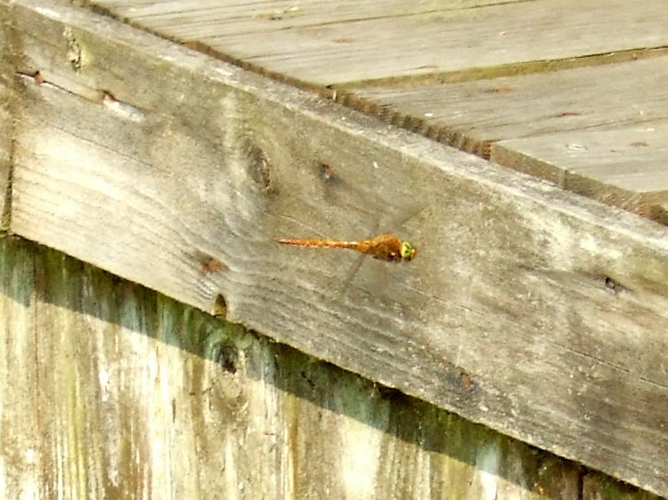 Norfolk Hawker