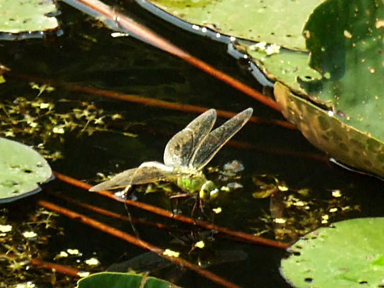Emperor Dragonfly
	laying eggs