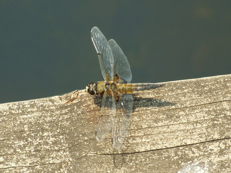 Four Spotted Chaser