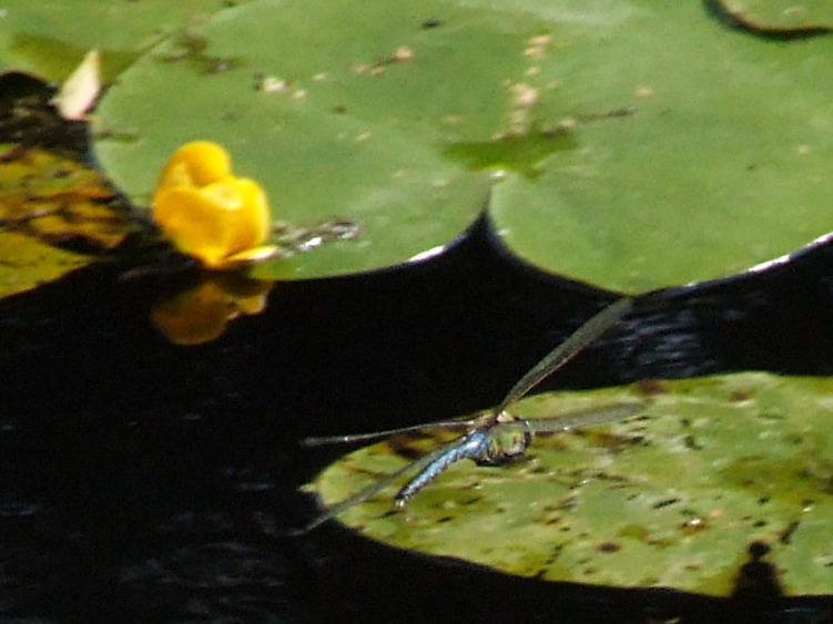Male Emperor Dragonfly