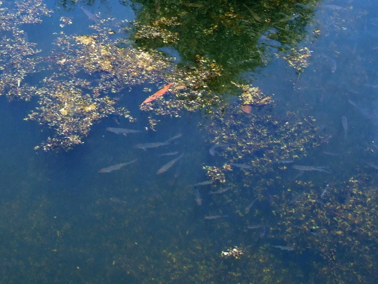 Small Fish in Lake