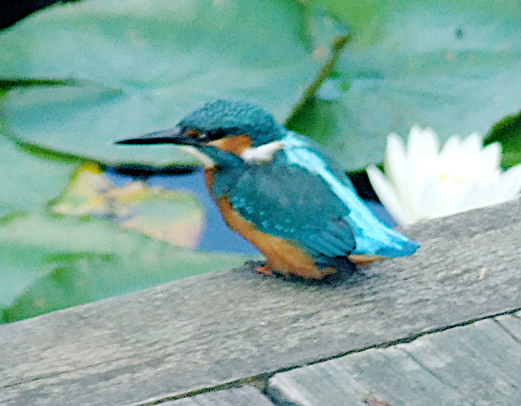 Kingfisher