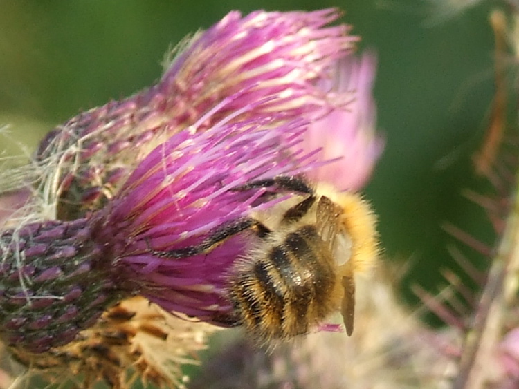 A Bee on a Thistle