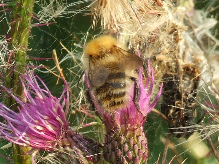 A Bee on a Thistle