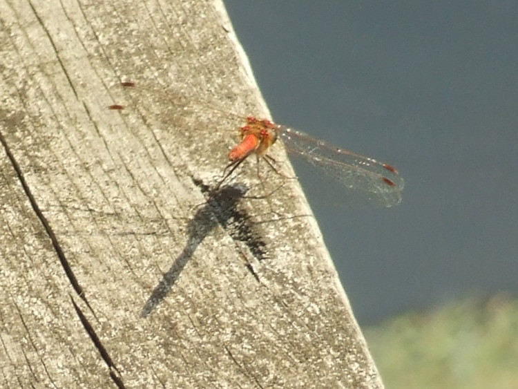 Common Darter