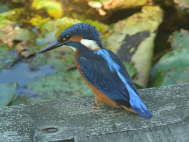 Kingfisher