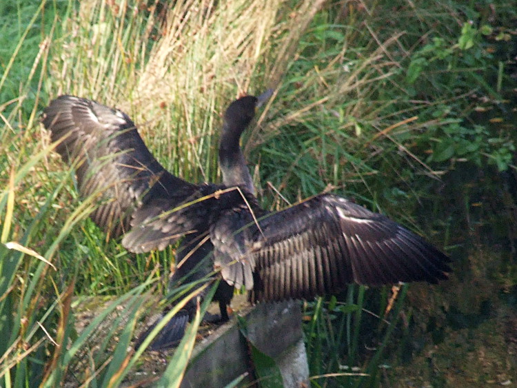 Cormorant