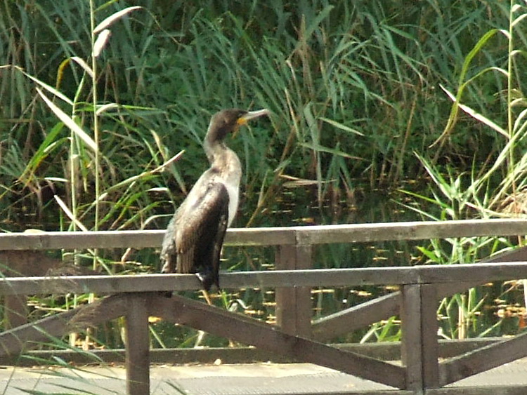 Cormorant