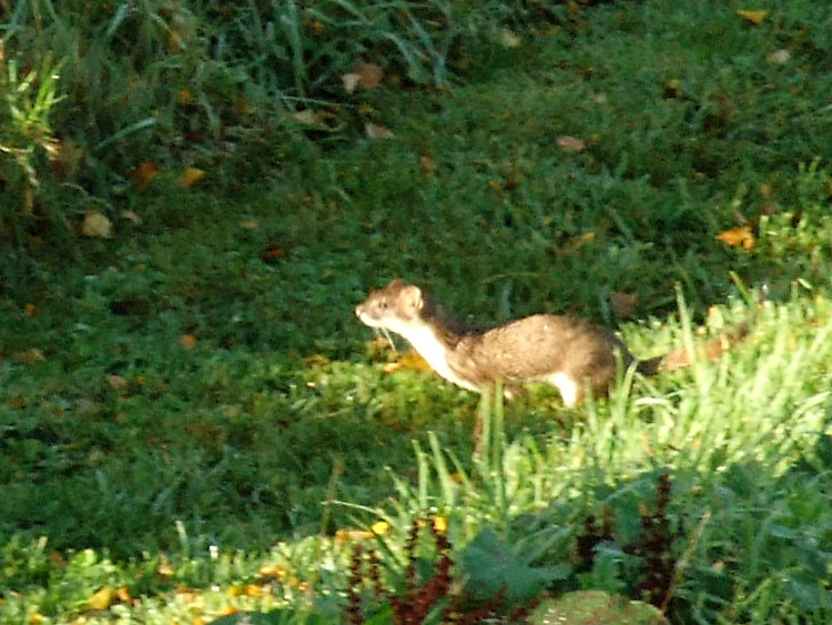 Stoat