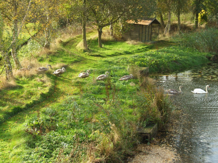 Swans arriving in the Lake