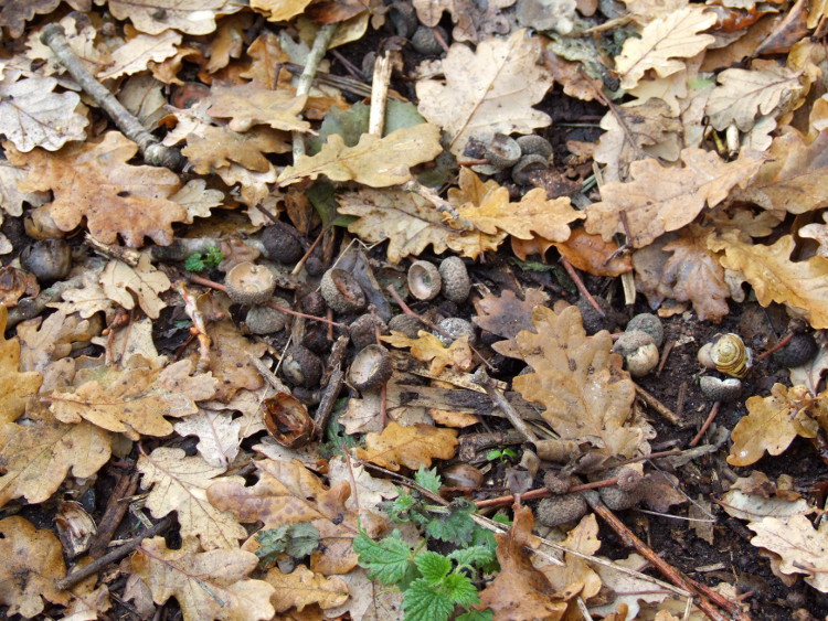 The Remains of the Acorns