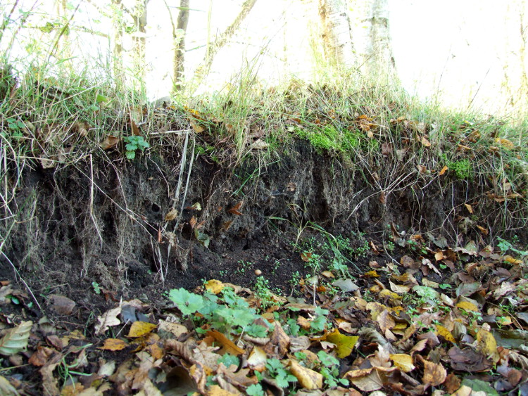 Eroded Embankment