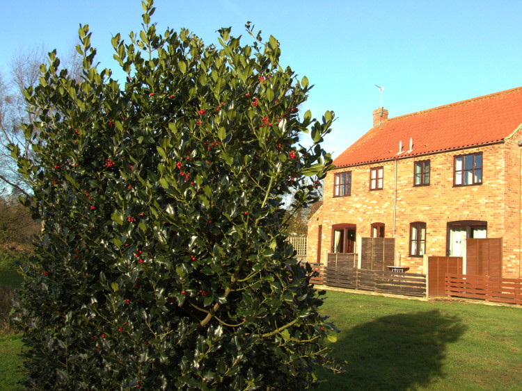 Holly Bush with Berries