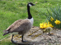 Newly Hatched Gosling