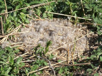 The Goose Nest