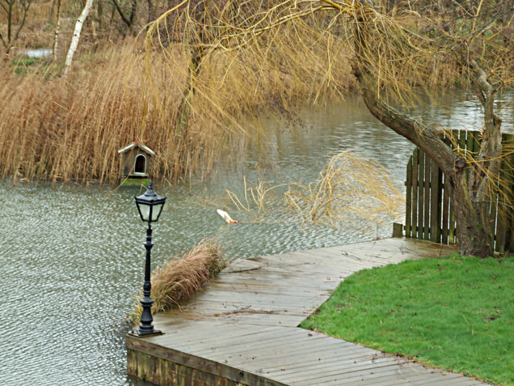 Willow Branch in the Water