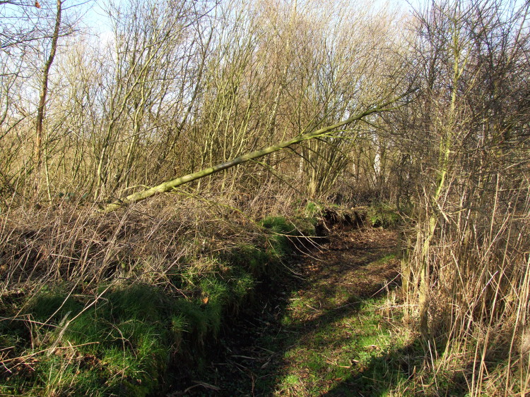 Fallen Tree Across Path
