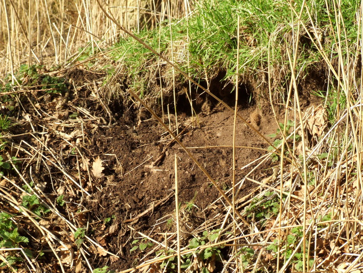 Close-up of the Embankment
		Burrowing