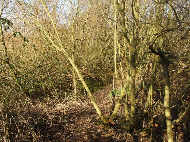 Fallen Tree on New Path