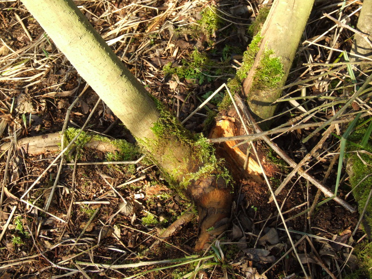 Split in Fallen Tree on New
		Path