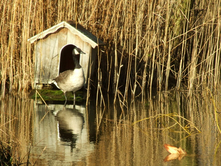 Goose on the Duck House
	Ramp