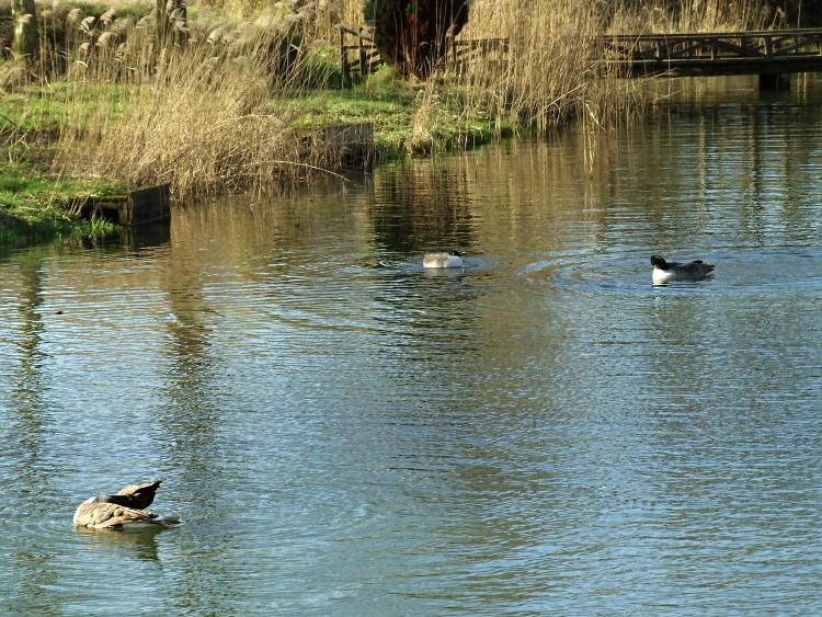 The Goose Family having a
	Clean Up