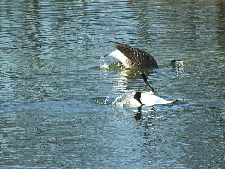 One Goose Imitates the
	Other