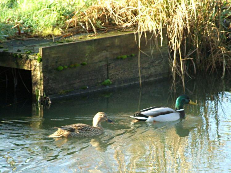 A Pair of Mallard