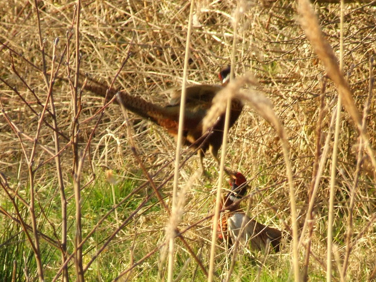 Pheasant Fight