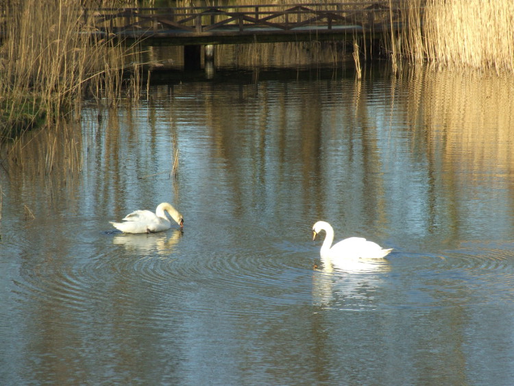 Swan Ablutions