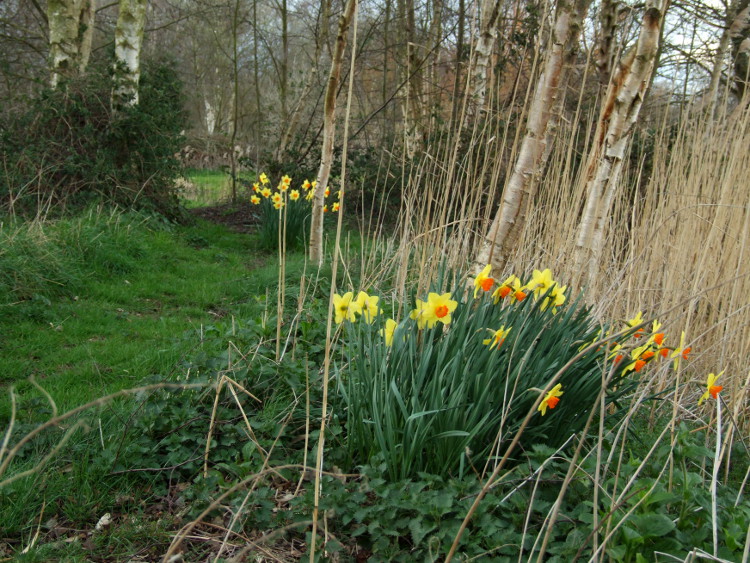 Daffodils on the Island
