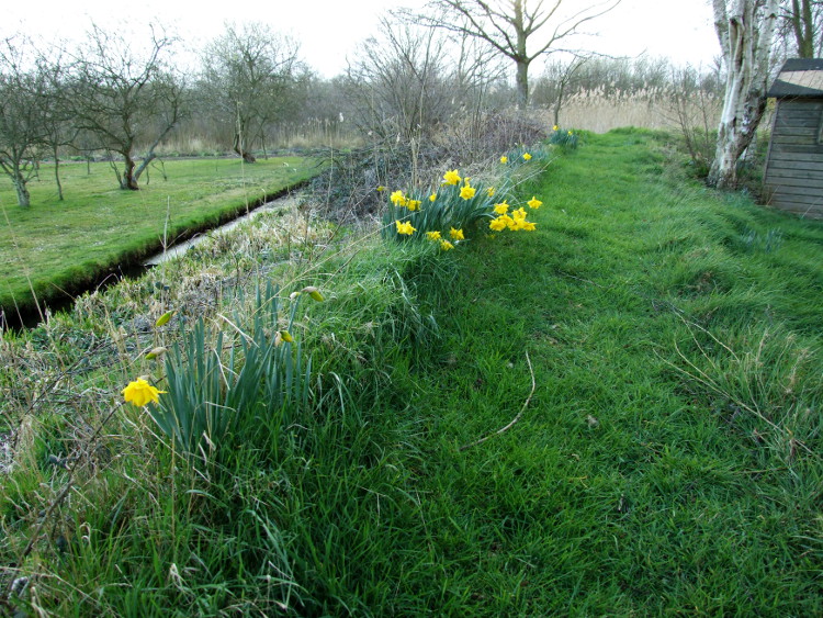 Daffodils on the Path behind
		the Reed Bed