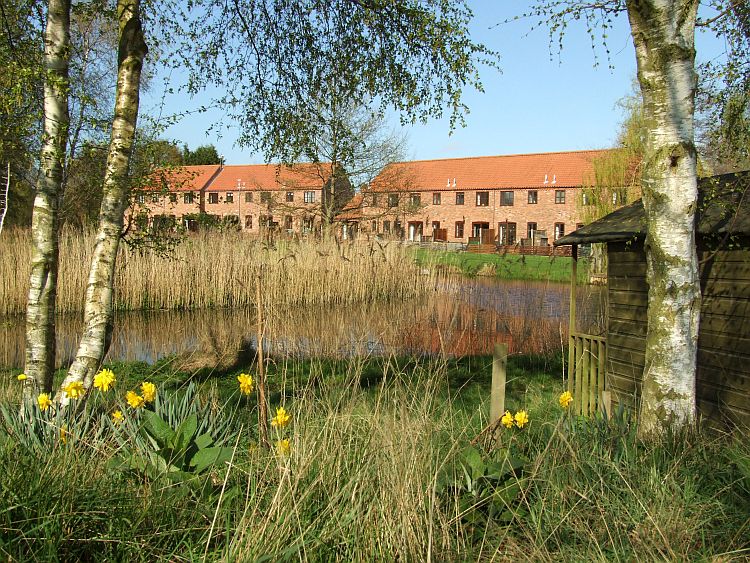 Daffodils and Cottages